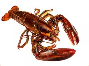 lobster-164479_960_720