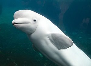 white-dolphin-1057362__340