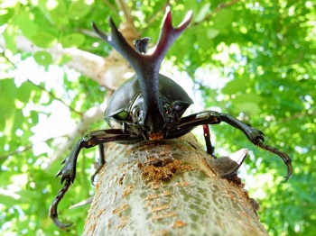 カブトムシの角の役割は何 なぜついているのかが理解できた せきさるぶろぐ