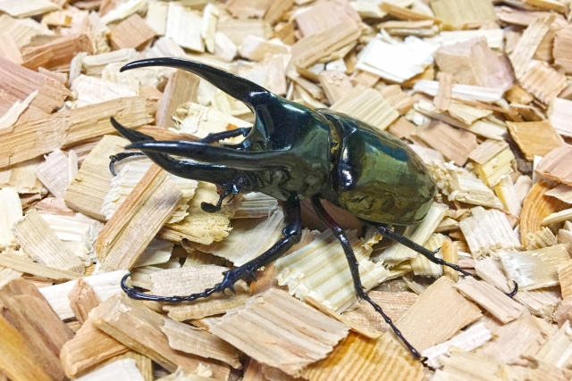 カブトムシは越冬するのか させたい気持ちも込めて調べてみた せきさるぶろぐ