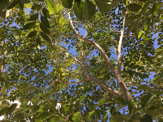 シマトネリコの葉